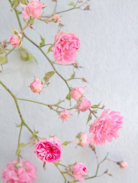 tearose