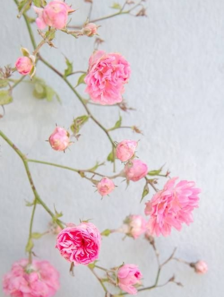 tearose
