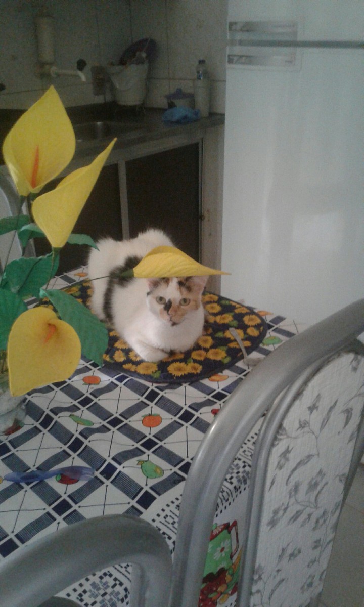 gata