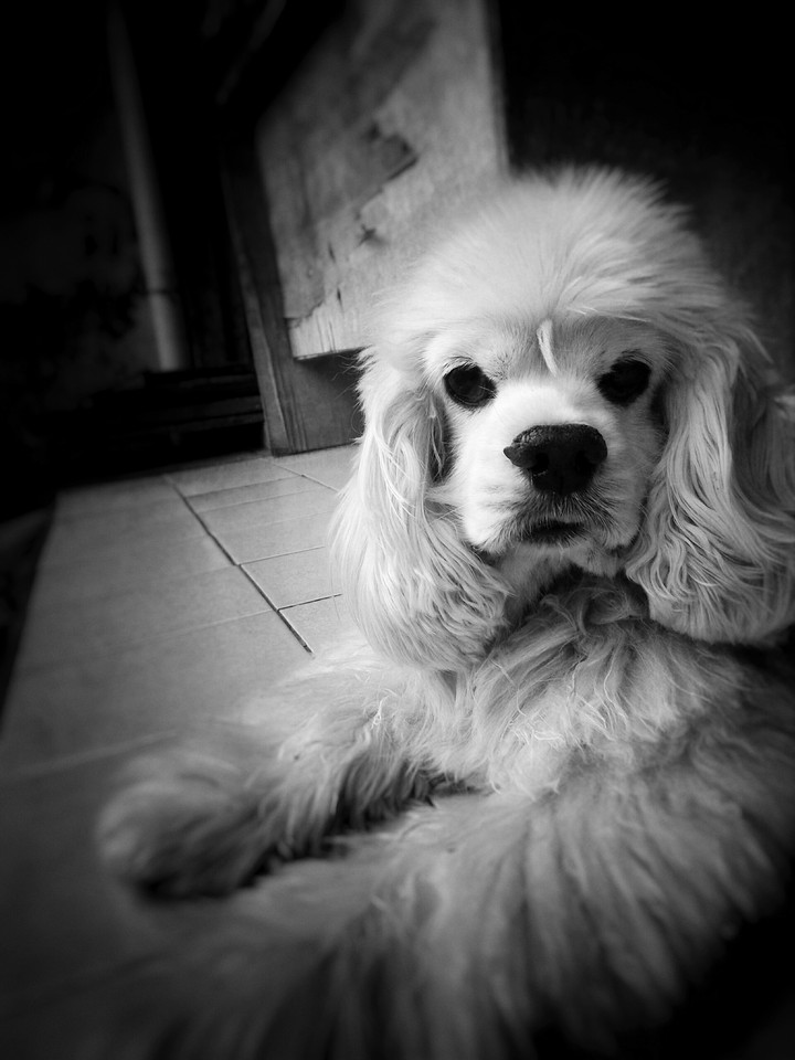 Bumbble Bee in Black & White