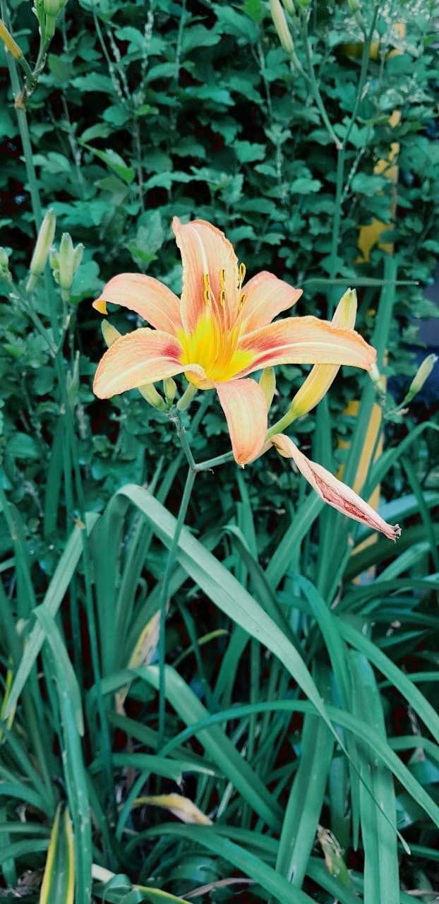 lillies