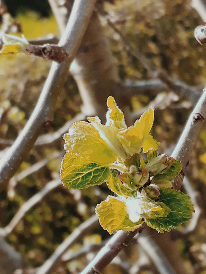 apfel