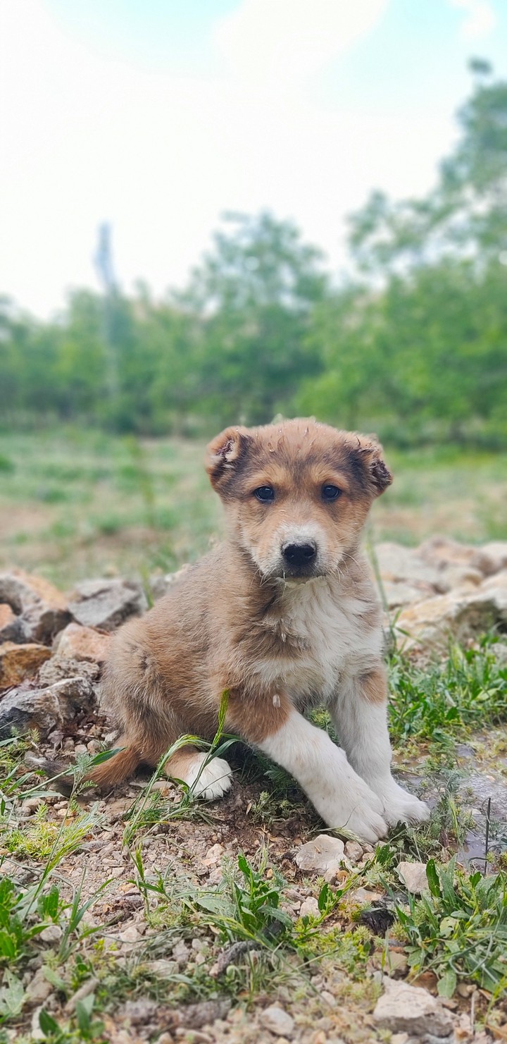 Cute puppy