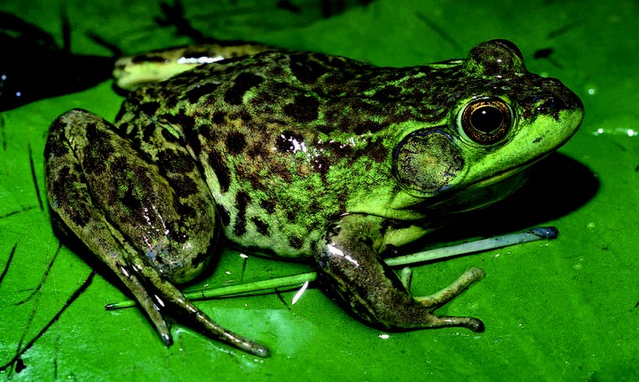 Frog