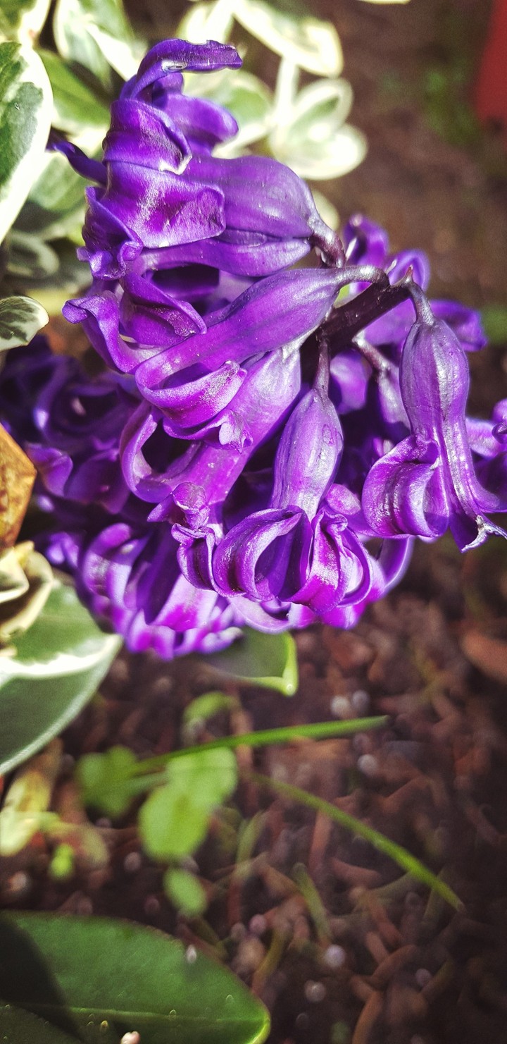 flower