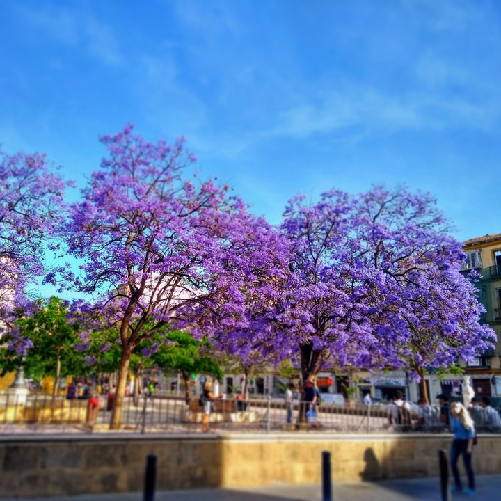 plaza en Málaga