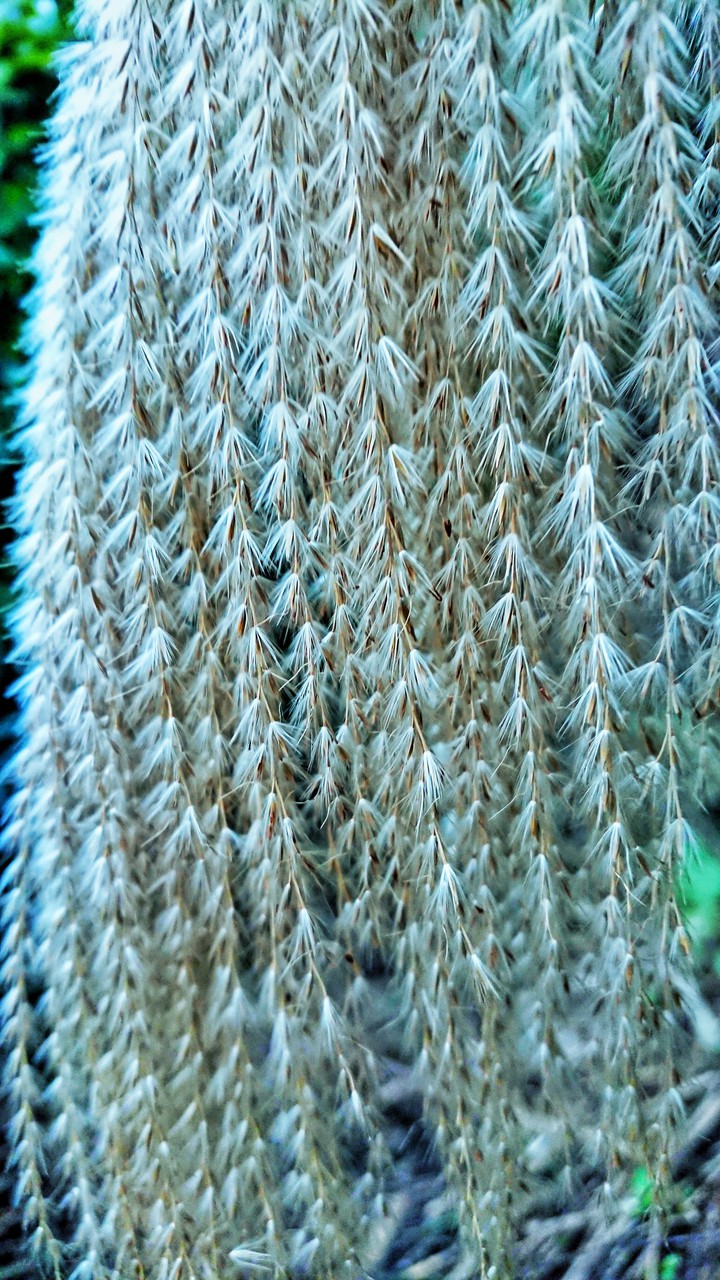 Reeds flower