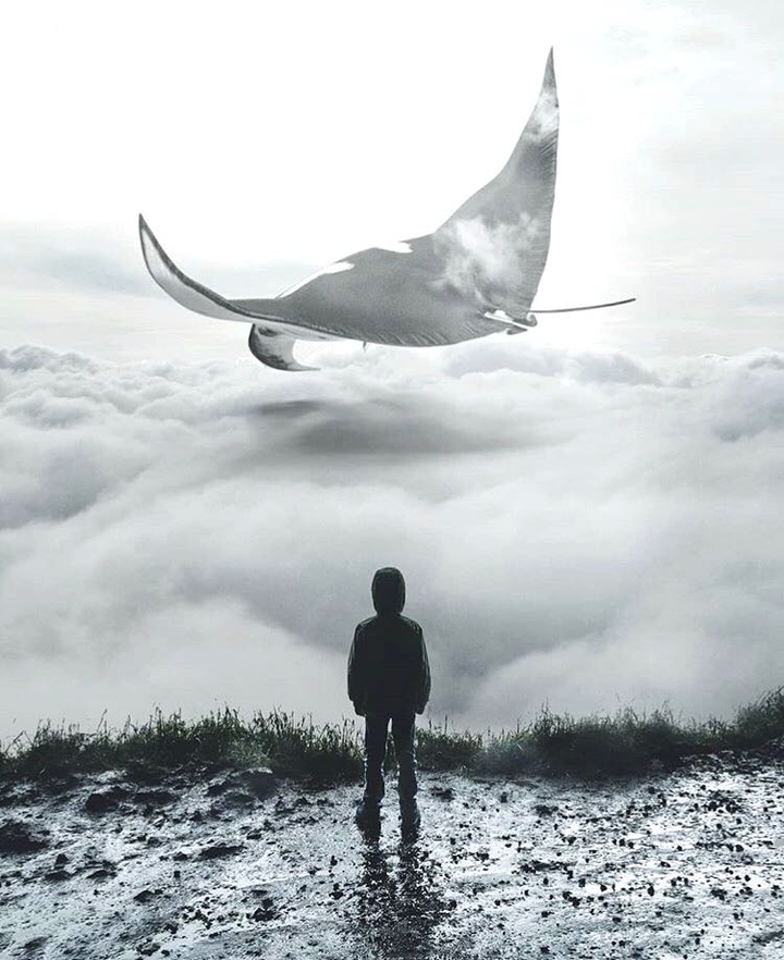 flight
