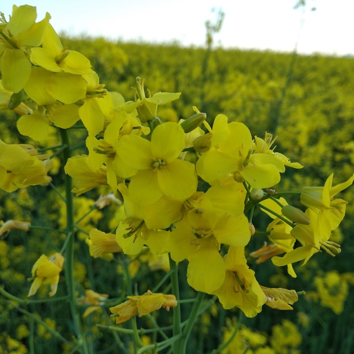 yellow field