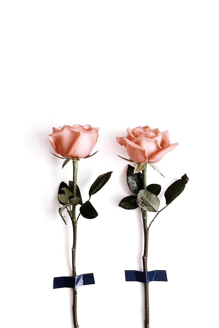 Roses.