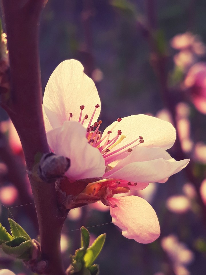 Peach flower