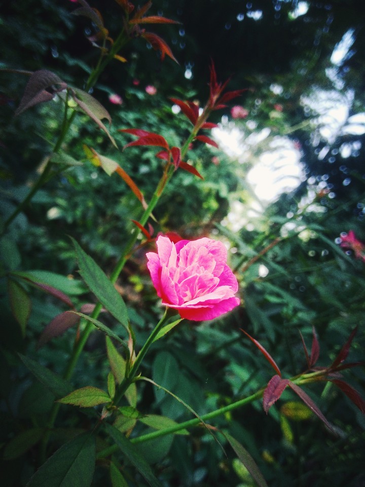 Quteness
