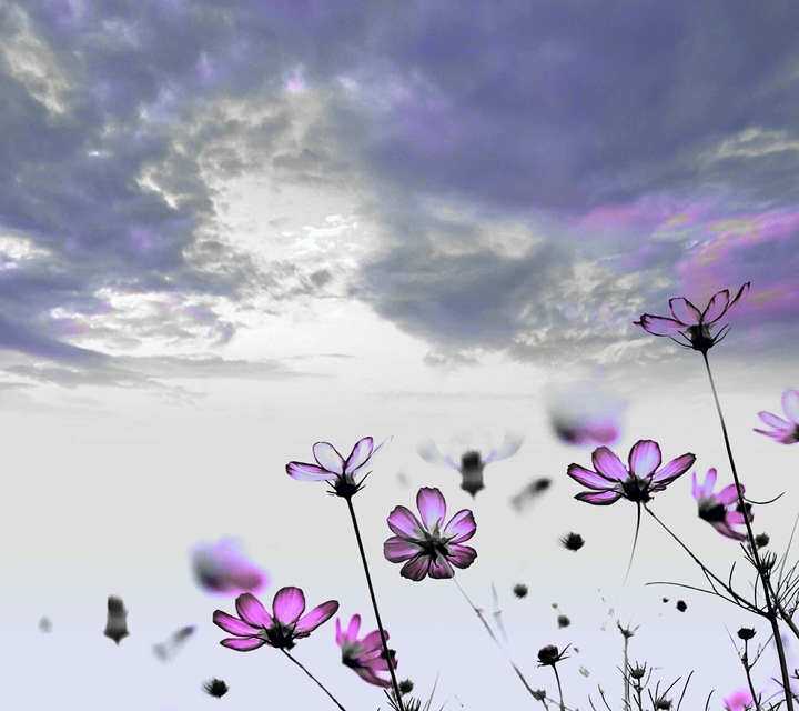 flowers