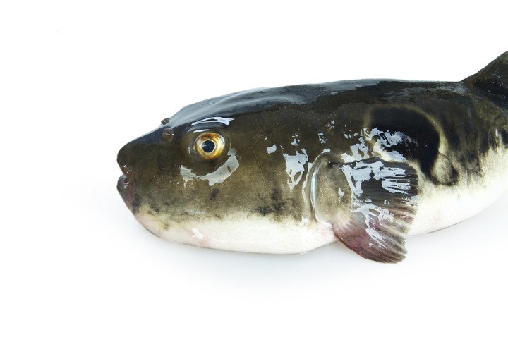 Fish