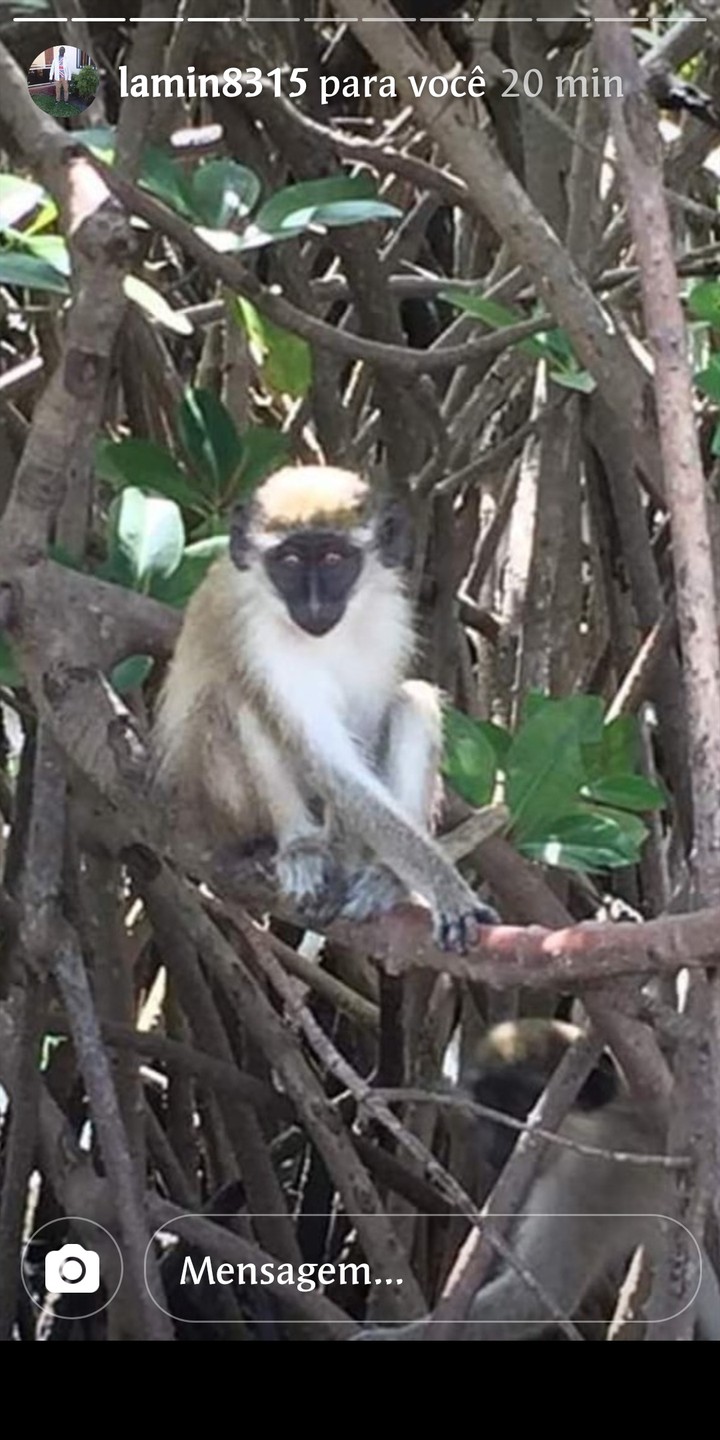 monkey in Gambia Africa