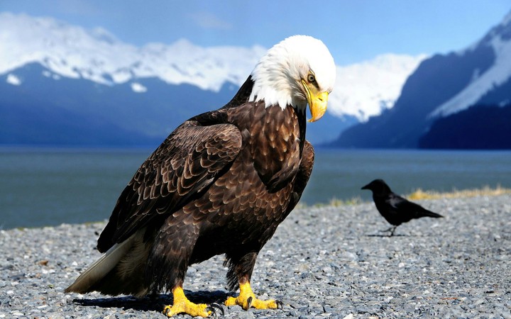 the eagle