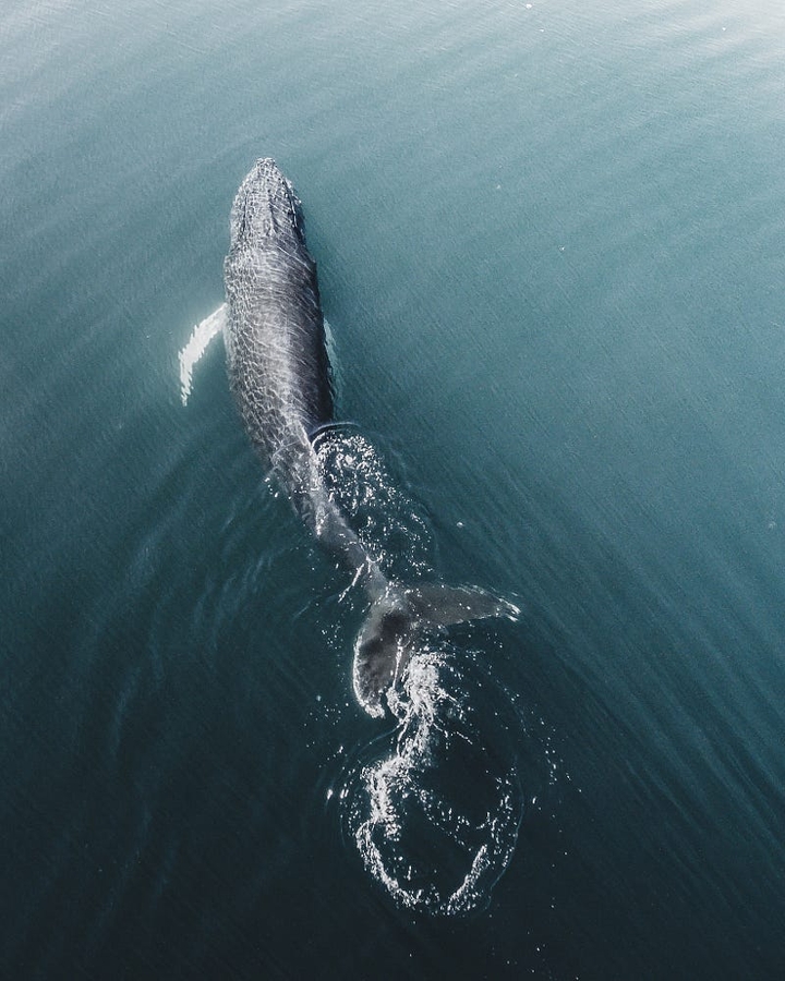 Whale
