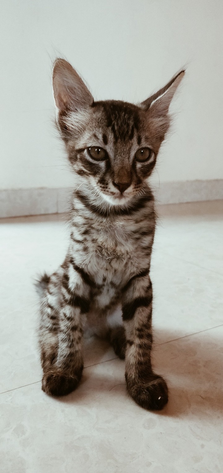 Kitty