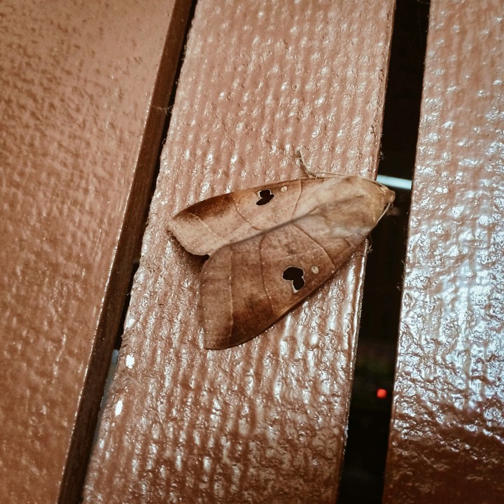 Insect Brown