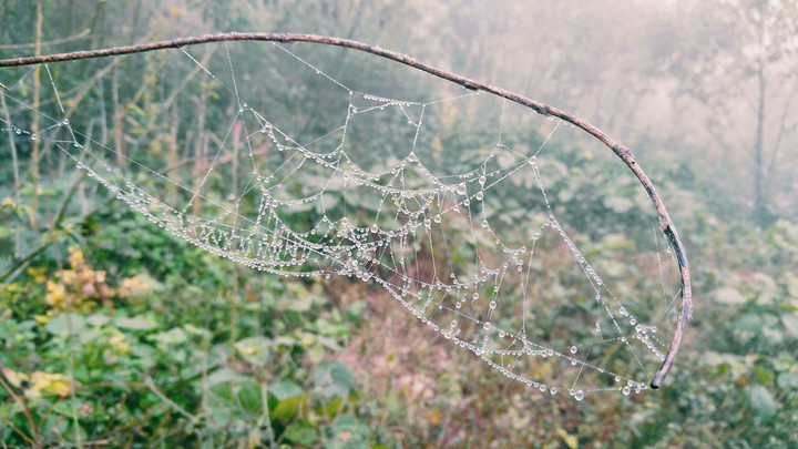 Dewdrops