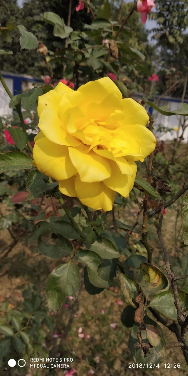 yellow rose
