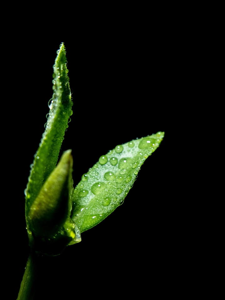 leaves_night