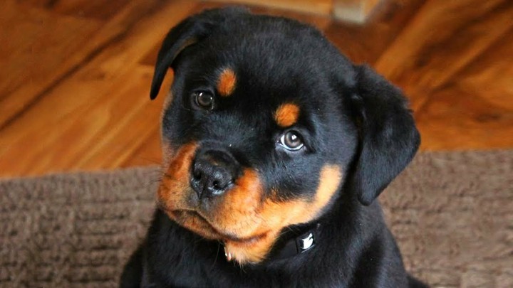 Cute Rottweiler Puppies