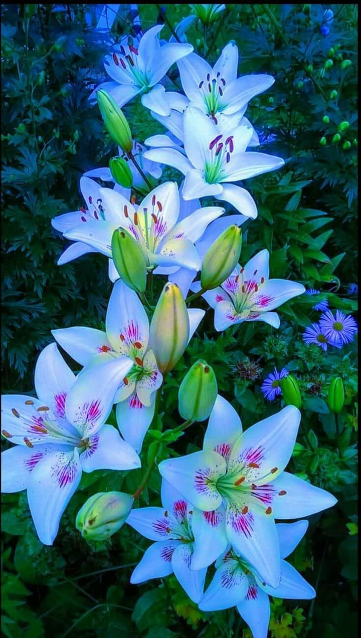 lilium