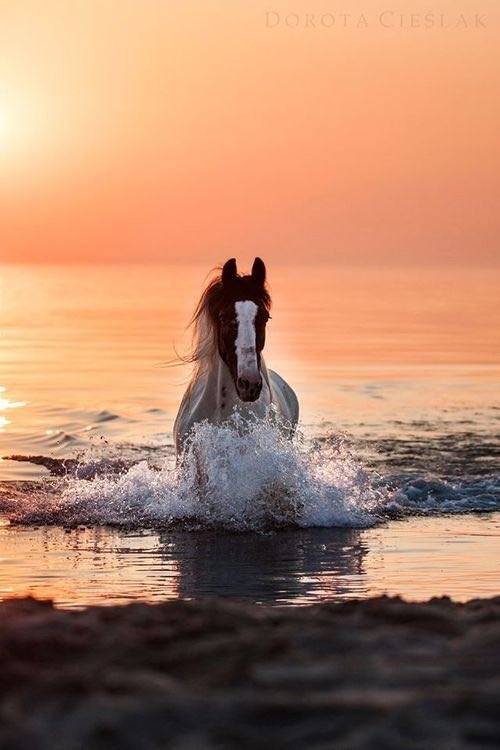 horses