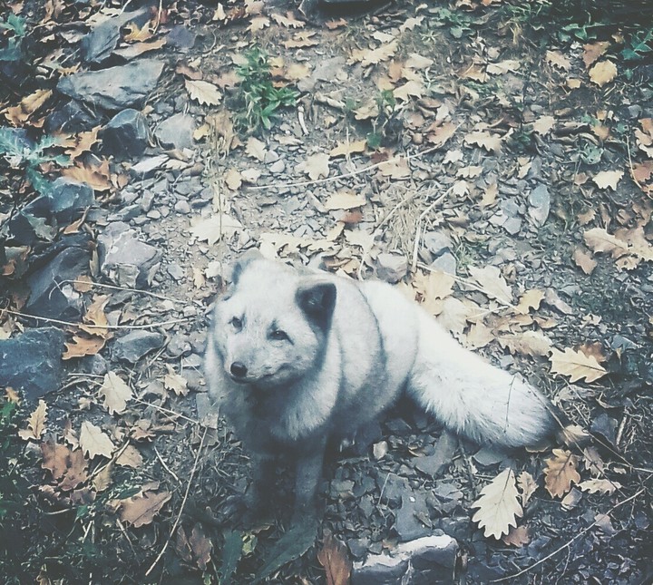 renard