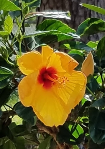 Spring_yellowhibiscus
