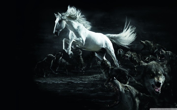 hd horse wallpapet