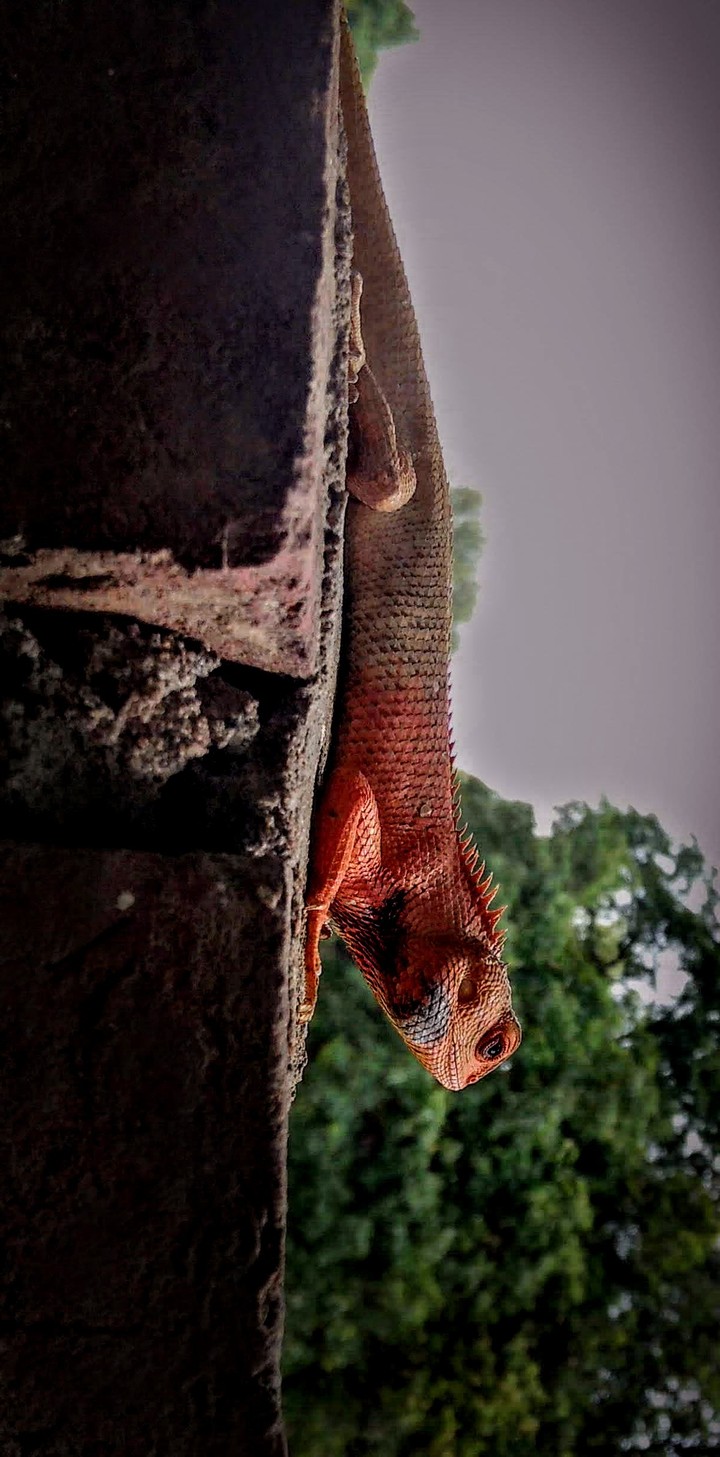 lizard