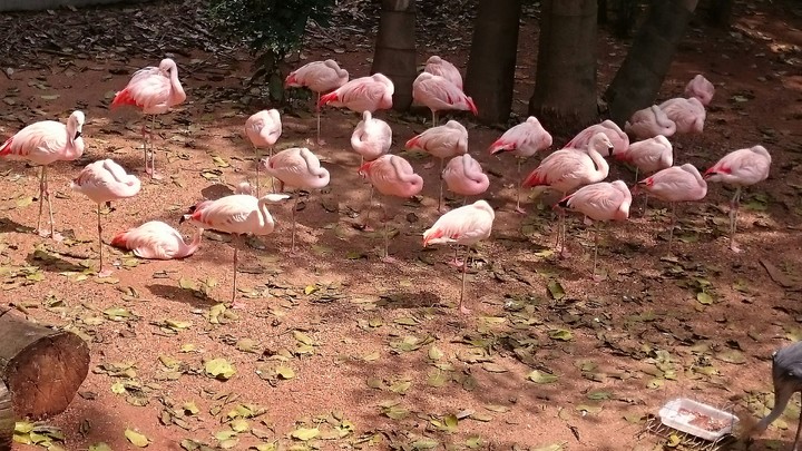 Flamingo