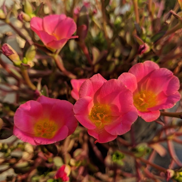 #flowers
