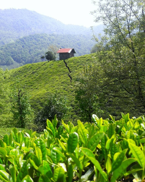Amlesh Nature