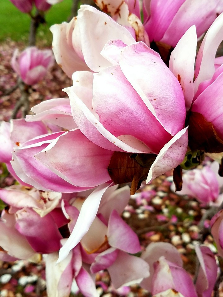 Sugar Magnolia