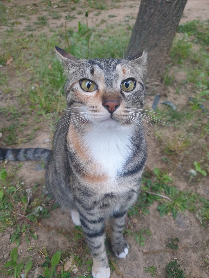 cat