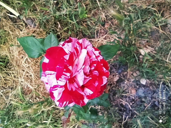 flor dominó de mi jardín