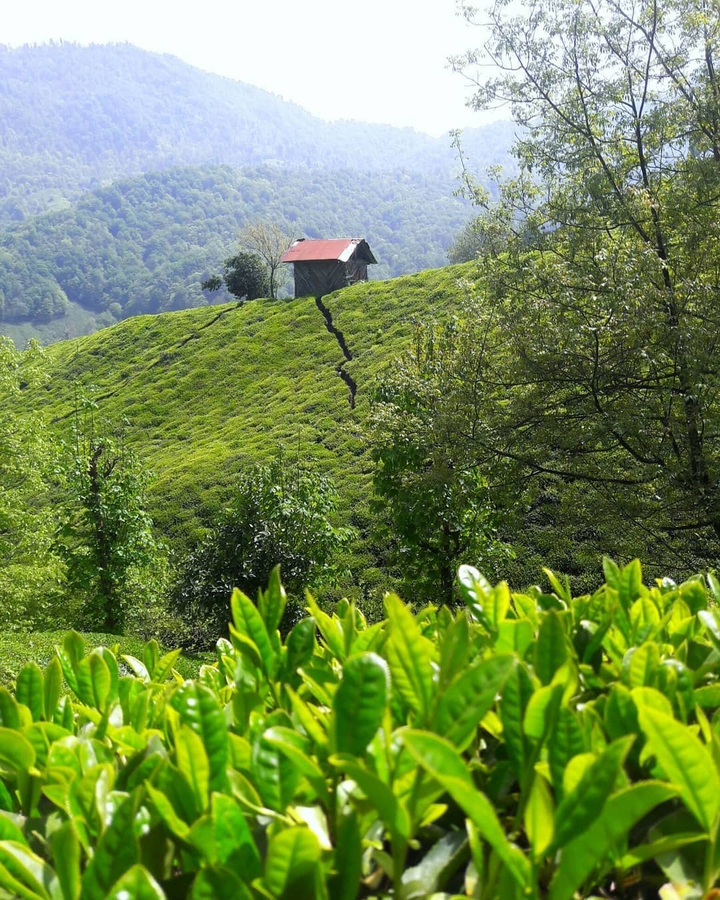 Amlesh Nature