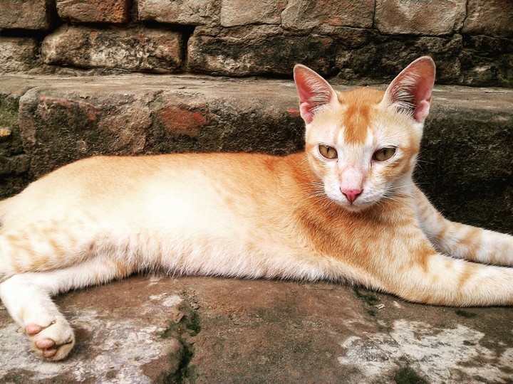Pusso cat