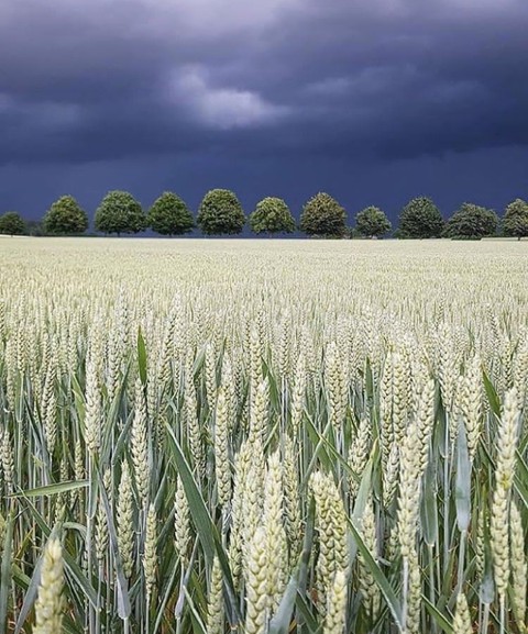 Field