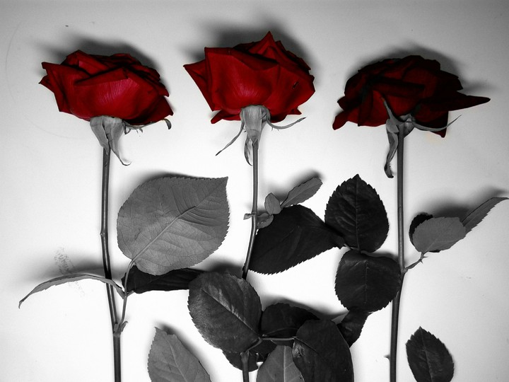 Roses