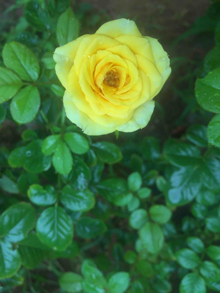yellow
