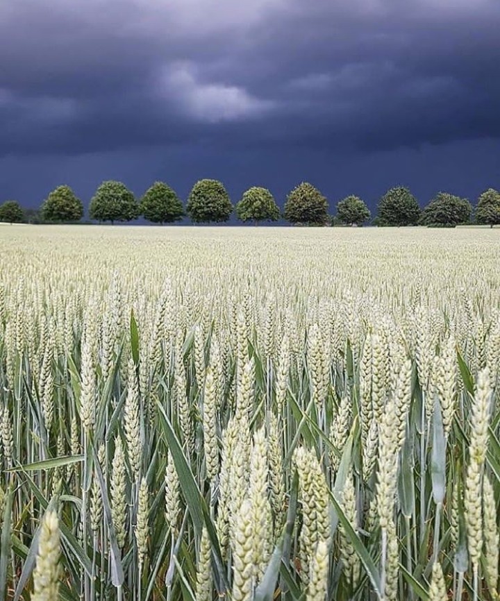 Field