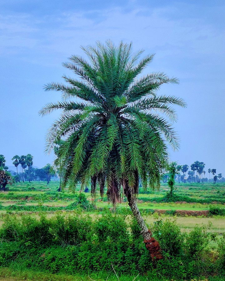 tree