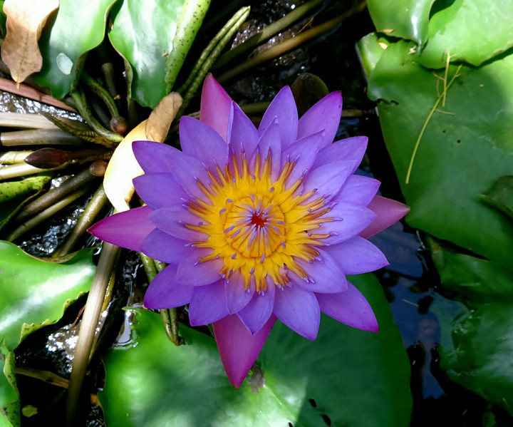 Cool Lotus