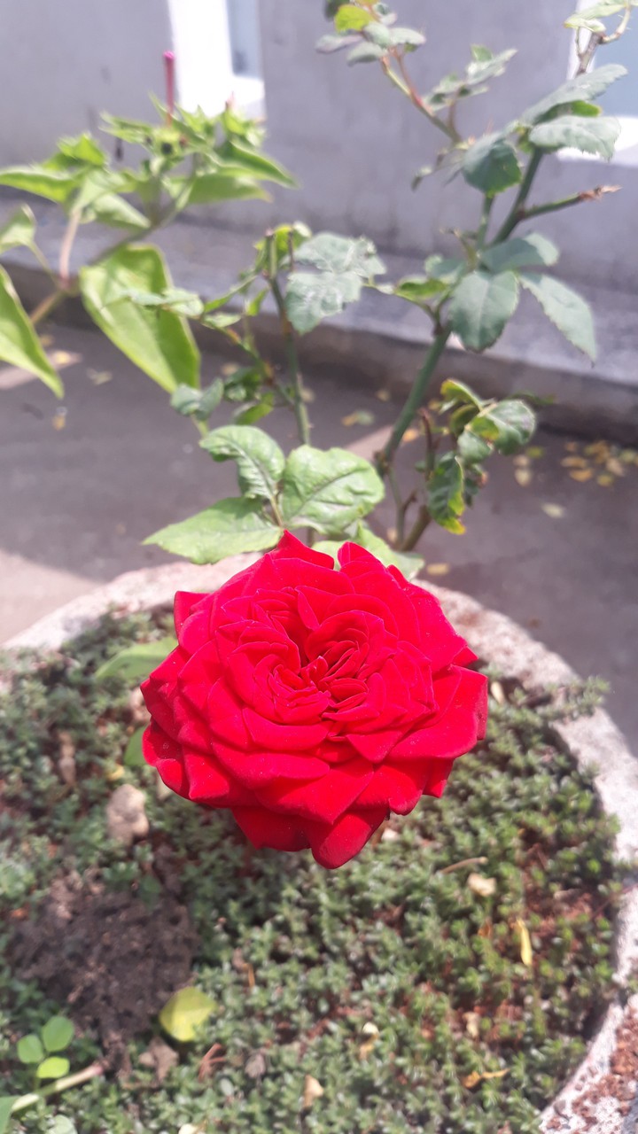 red rose
