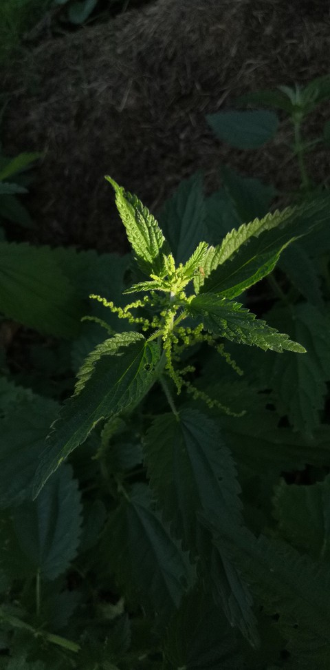 Nettle plant green