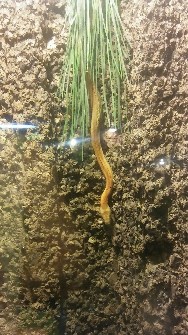 Hiden snake